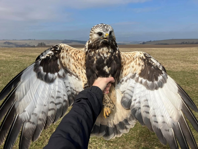 Ohlédnutí za rokem 2025 Moravského ornitologického spolku