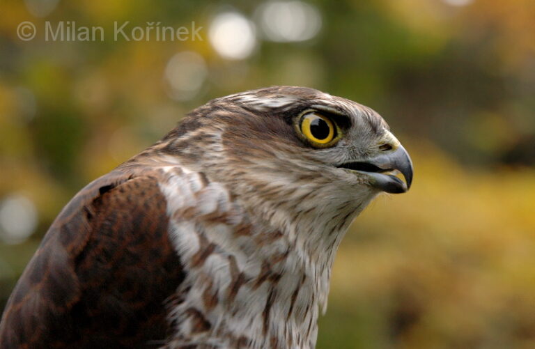 Krahujec obecný. Foto: M. Kořínek, zdroj: Biolib.cz