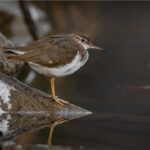 Momentka z terénu: První výskyt pisíka amerického v Česku