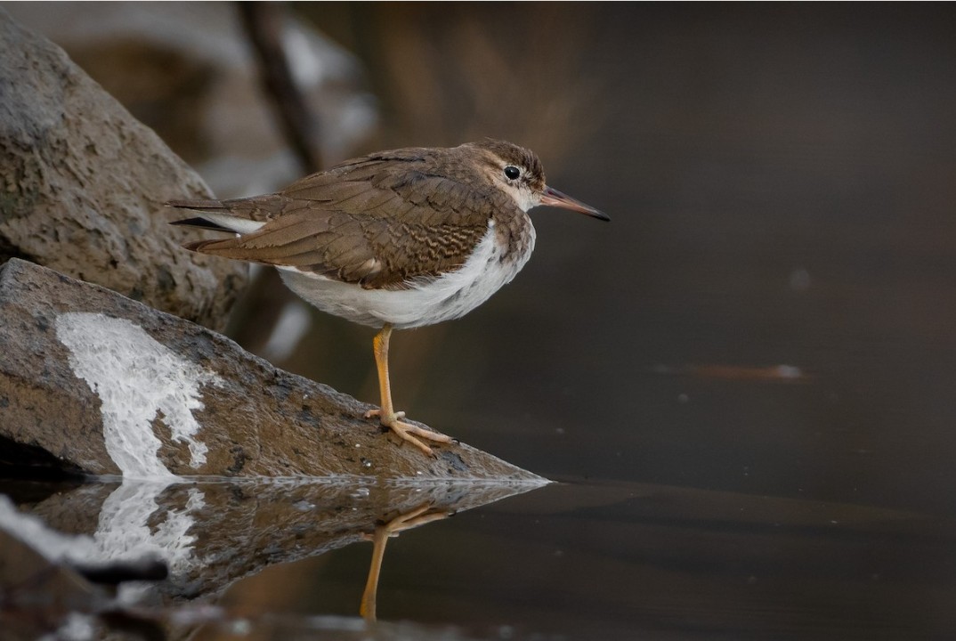 Momentka z terénu: První výskyt pisíka amerického v Česku