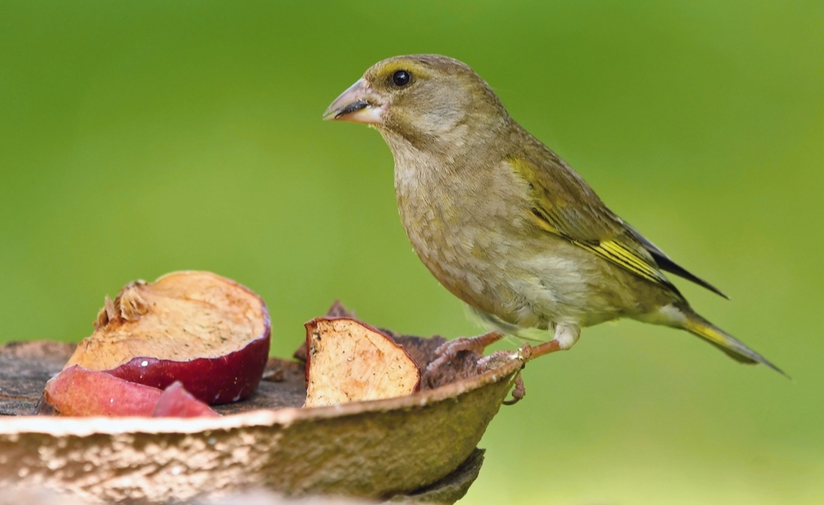 Zima už klepe na krmítko. Víte, čím a jak správně v zimě přikrmovat ptáky?