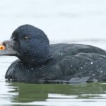 Momentka z terénu: Turpan černý na Annínském jezeře