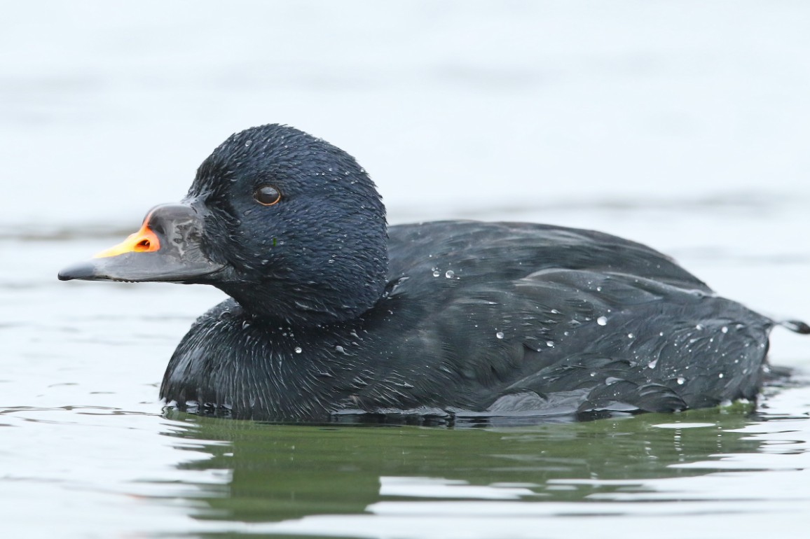 Samec turpana černého. Foto: Volker Hesse, eBird.org