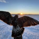 Káně rousné s našimi vysílačkami prchají před zimou