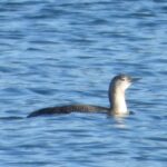 Čtyři krátké ptačí pohádky aneb na motivy zimních středomoravských rarit