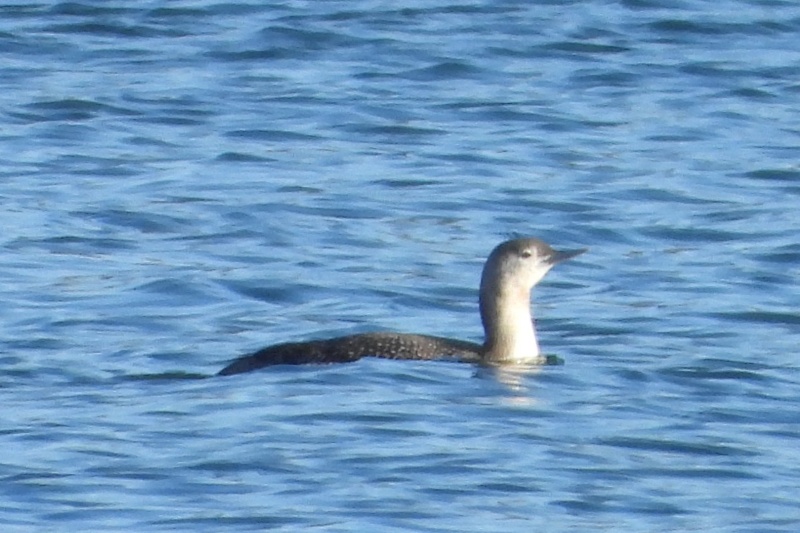 Čtyři krátké ptačí pohádky aneb na motivy zimních středomoravských rarit