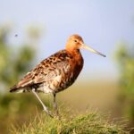 Momentka z terénu: Na Šumvaldském rybníku odpočívají dva elegáni na tahu